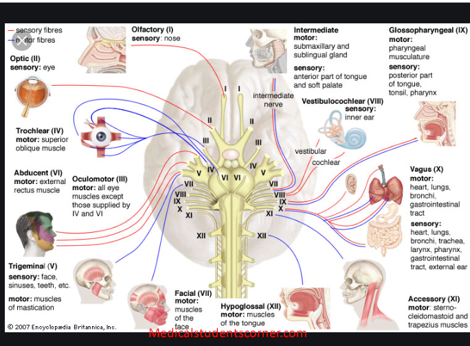 Cranial Nerves Diagram