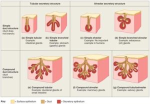 glands human body