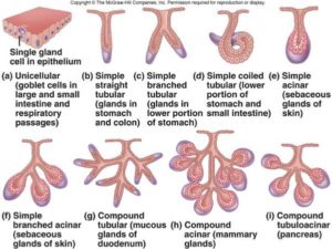 glands