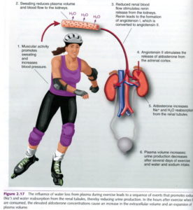 effect exercise blood pressure