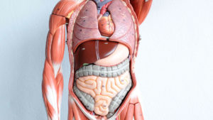 anatomy mnemonics pdf