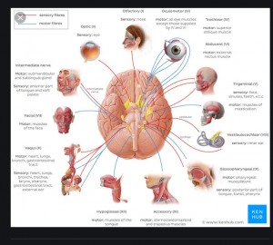 cranial nerves mnemonics