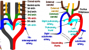 aortic arch derivatives mnemonics