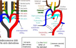 aortic arch derivatives mnemonics