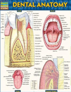 Dental Anatomy PDF