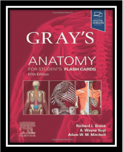 gray's anatomy for students flash card